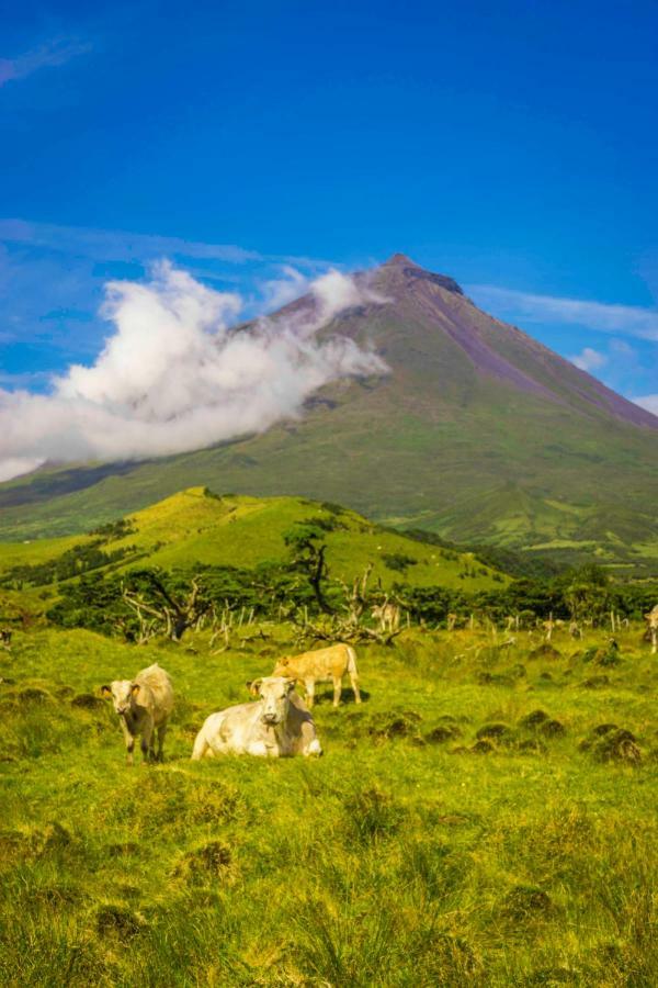 Вилла Adega Ninho Da Cagarra Calheta de Nesquim Экстерьер фото